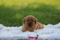 Breeze , a female Golden Retriever and Labrador Retriever for sale in Thorp, WI – 2 of 3