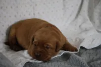 REX AKC TRUE ENGLISH , a male Labrador Retriever for sale in Thorp, WI – Photo 1 of 4