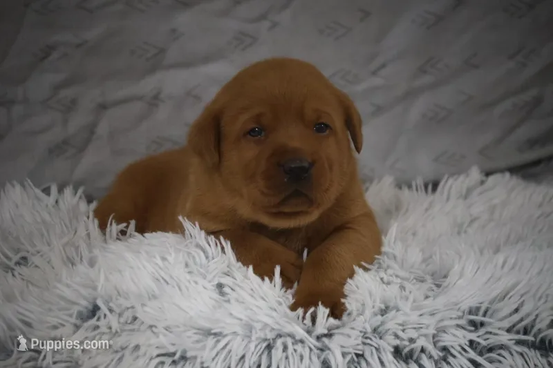 REX AKC TRUE ENGLISH 