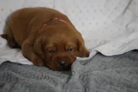 REX AKC TRUE ENGLISH , a male Labrador Retriever for sale in Thorp, WI – Photo 2 of 4