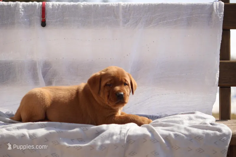 REX AKC TRUE ENGLISH  – Labrador Retriever puppy on hold in Thorp, WI