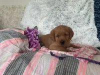 Breeze (ON HOLD), a female Golden Retriever and Labrador Retriever for sale in Thorp, WI – 2 of 7