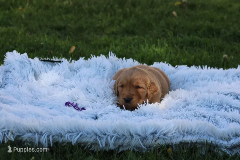 Jojo purple collar  – Golden Retriever puppy for sale in Thorp, WI