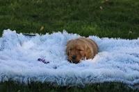 Jojo purple collar RESERVED, a female Golden Retriever for sale in Thorp, WI – 2 of 6