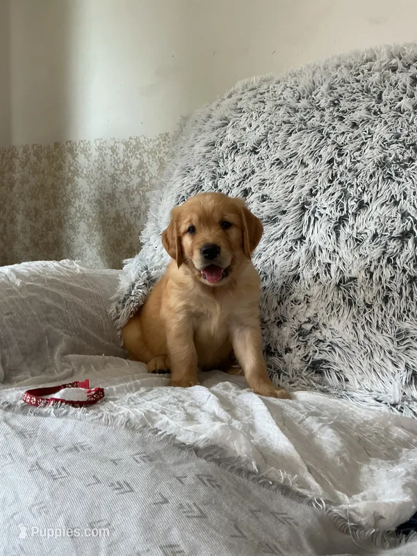 Toby – Golden Retriever puppy for sale in Thorp, WI