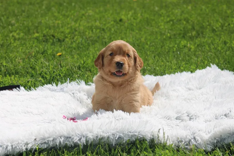 Kay neon pink collar – Golden Retriever puppy for sale in Thorp, WI