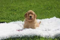 Kay neon pink collar RESERVED , a female Golden Retriever for sale in Thorp, WI – 1 of 6
