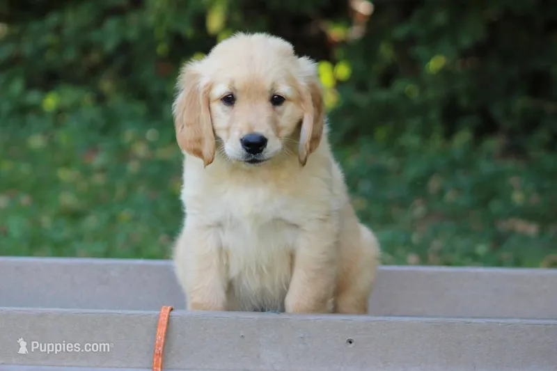 Tucker – Golden Retriever puppy for sale in Thorp, WI