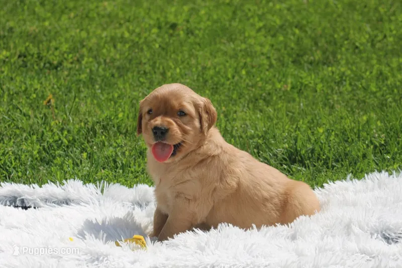 Bess yellow collar  – Golden Retriever puppy for sale in Thorp, WI