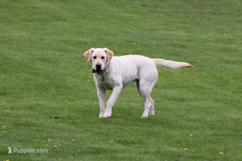 Fella( yellow collar) – Labrador Retriever puppy for sale in Thorp, WI