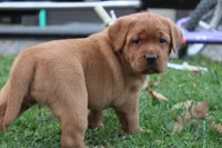 Angel ON HOLD, a female Labrador Retriever for sale in Thorp, WI – 5 of 5