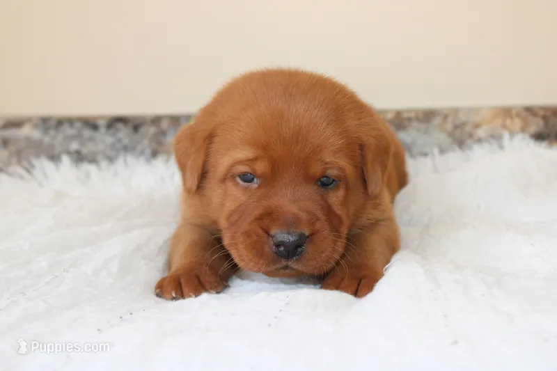 Angel – Labrador Retriever puppy for sale in Thorp, WI