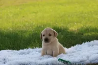 Ben (green collar), a male Labrador Retriever for sale in Thorp, WI – 2 of 4