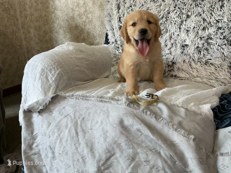 Leo – Golden Retriever puppy for sale in Thorp, WI