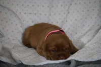 Roxy AKC True English, a female Labrador Retriever for sale in Thorp, WI – Photo 3 of 5