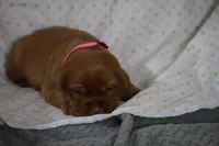 Roxy AKC True English, a female Labrador Retriever for sale in Thorp, WI – Photo 2 of 5