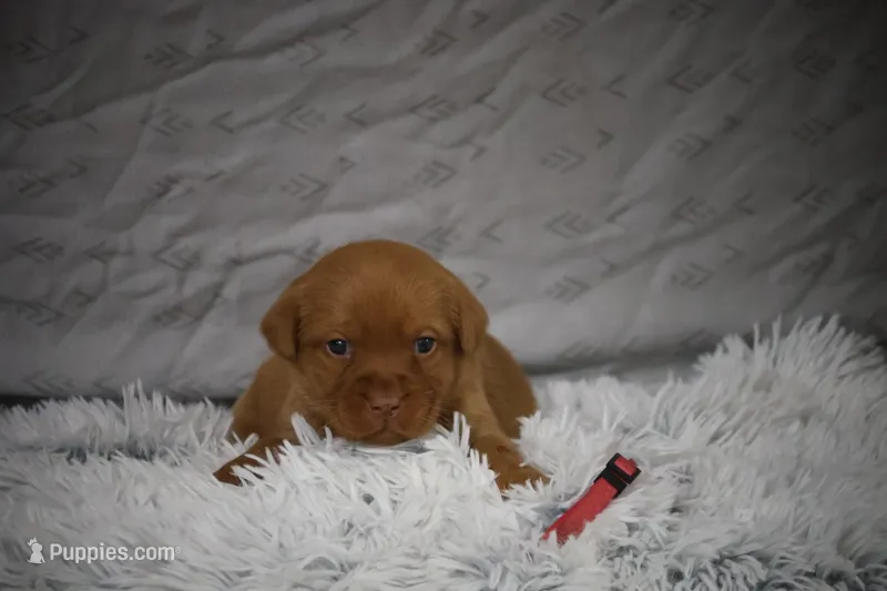 Roxy AKC True English