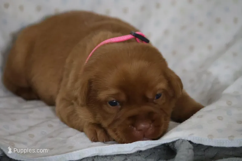 Roxy AKC True English