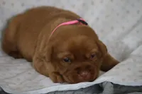 Roxy AKC True English, a female Labrador Retriever for sale in Thorp, WI – Photo 1 of 5