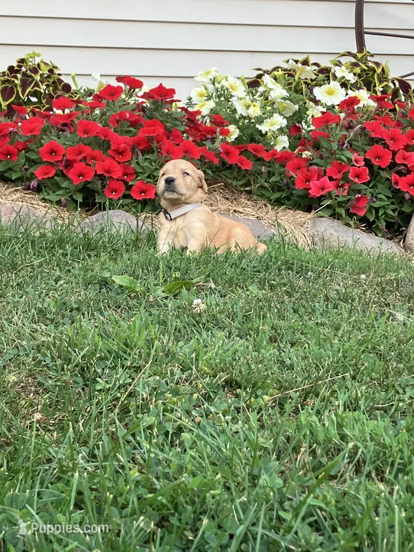 Tina – Golden Retriever puppy for sale in Thorp, WI