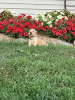 Tina, a female Golden Retriever for sale in Thorp, WI – 1 of 4