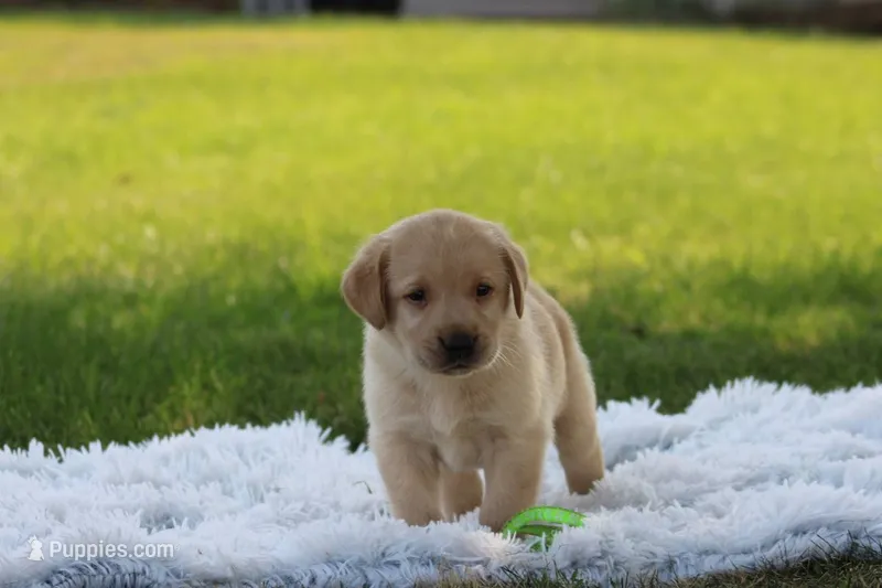 Fay(neon green collar) – Labrador Retriever puppy for sale in Thorp, WI