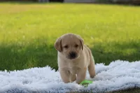 Fay(neon green collar), a female Labrador Retriever for sale in Thorp, WI – 1 of 4