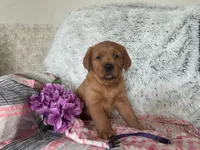 Breeze (ON HOLD), a female Golden Retriever and Labrador Retriever for sale in Thorp, WI – 1 of 7