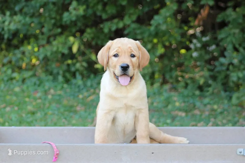 Fawn(neon pink – Labrador Retriever puppy for sale in Thorp, WI