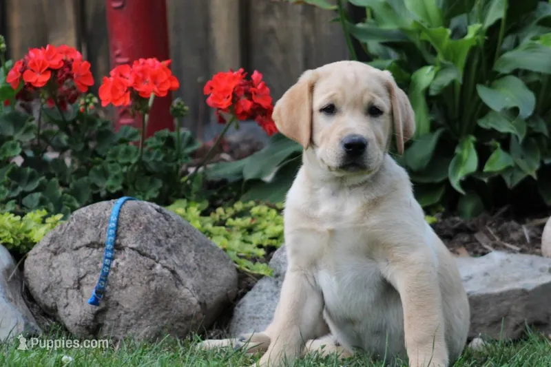Banjo(blue collar) – Labrador Retriever puppy for sale in Thorp, WI