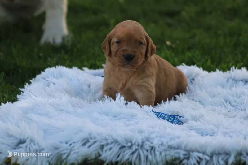 DJ Blue collar  – Golden Retriever puppy for sale in Thorp, WI
