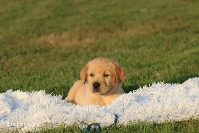 Banjo(blue collar) – Labrador Retriever puppy for sale in Thorp, WI