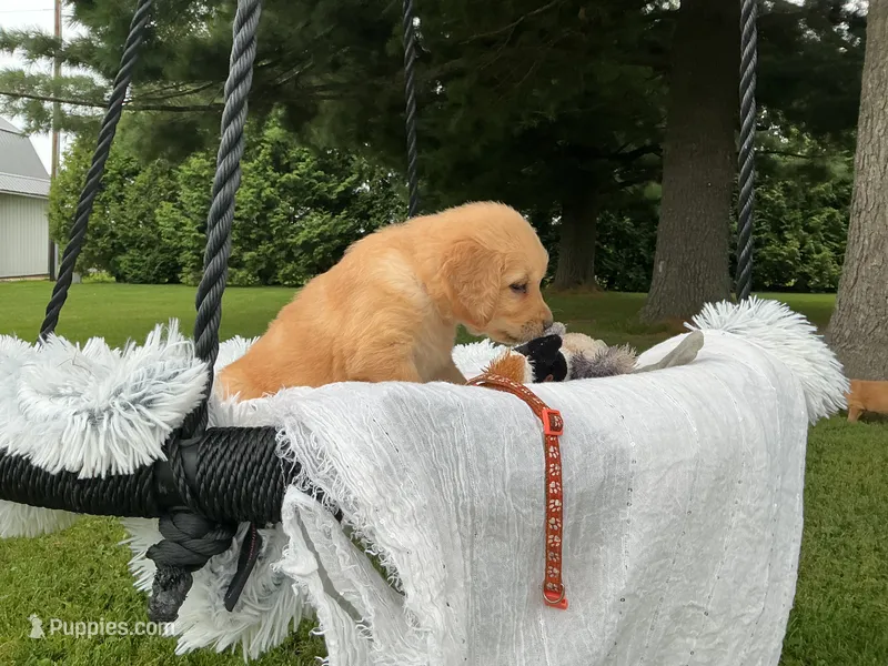 Tucker – Golden Retriever puppy for sale in Thorp, WI