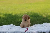 Fawn(neon pink, a female Labrador Retriever for sale in Thorp, WI – 2 of 4