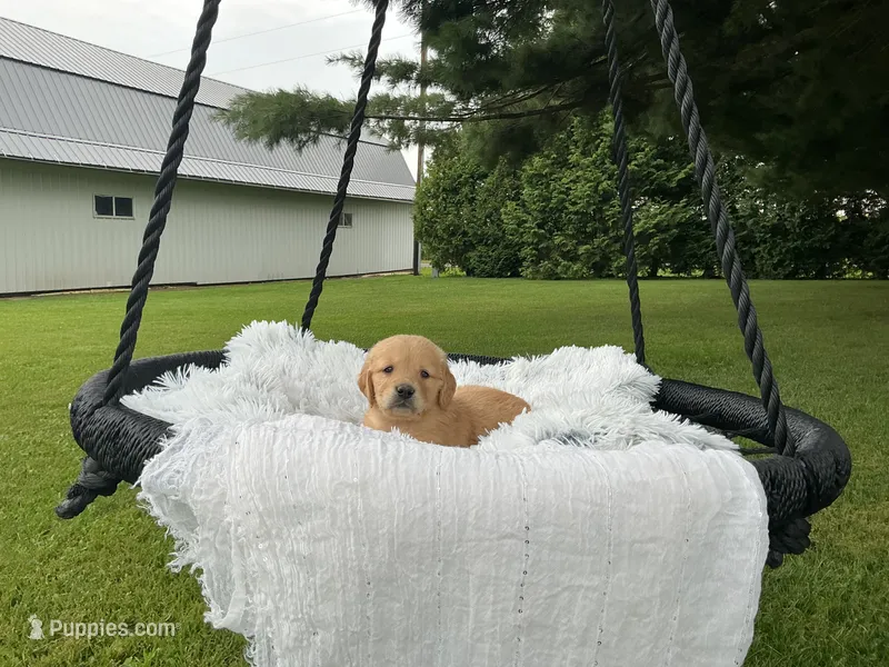 Leo – Golden Retriever puppy for sale in Thorp, WI
