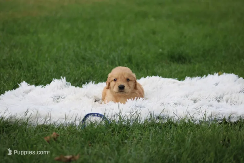 Tebby – Golden Retriever puppy for sale in Thorp, WI