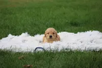 Tebby, a male Golden Retriever for sale in Thorp, WI – 1 of 3