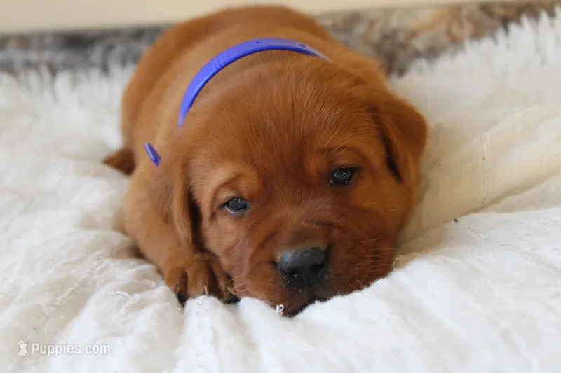 Chester – Labrador Retriever puppy for sale in Thorp, WI