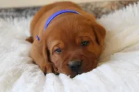 Chester, a male Labrador Retriever for sale in Thorp, WI – 1 of 6