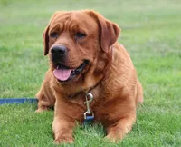 Lila & Copper , a female Labrador Retriever for sale in Thorp, WI – 1 of 4