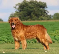 Tucker, a male Golden Retriever for sale in Thorp, WI – 2 of 3
