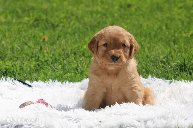Joy pink collar  – Golden Retriever puppy for sale in Thorp, WI