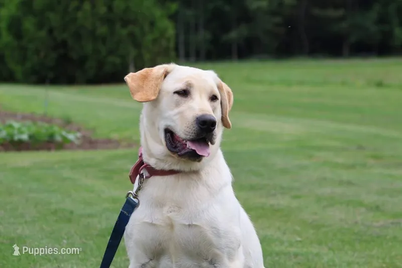 Fern(orange collar) – Labrador Retriever puppy for sale in Thorp, WI
