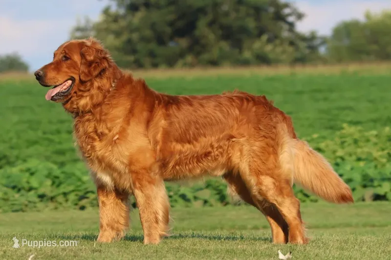 Jojo purple collar  – Golden Retriever puppy for sale in Thorp, WI