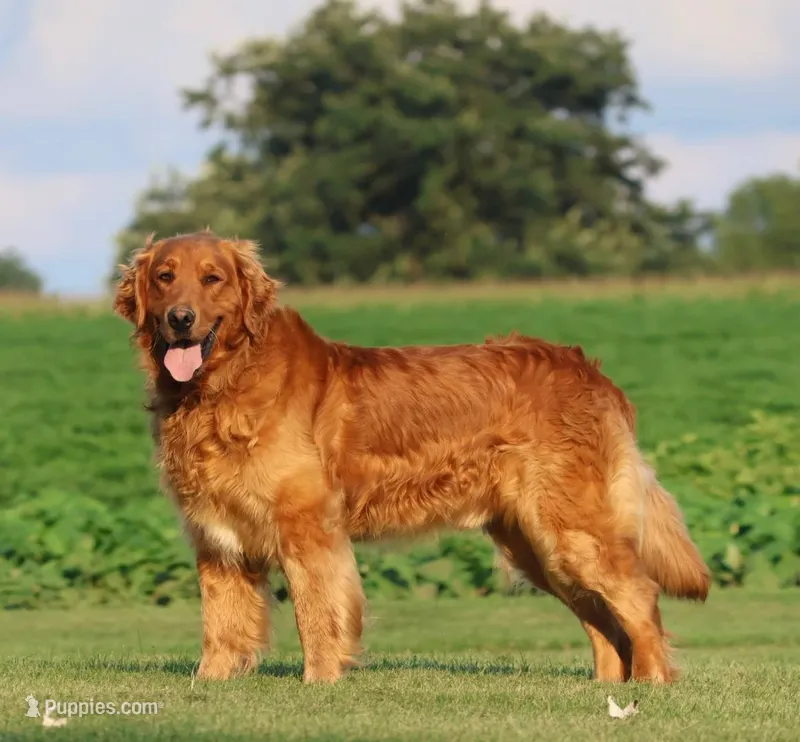 Kay neon pink collar – Golden Retriever puppy for sale in Thorp, WI
