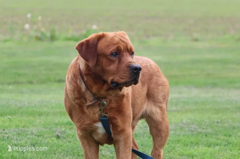 Bill(red collar) – Labrador Retriever puppy for sale in Thorp, WI