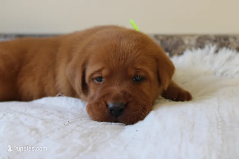 Chase  – Labrador Retriever puppy for sale in Thorp, WI