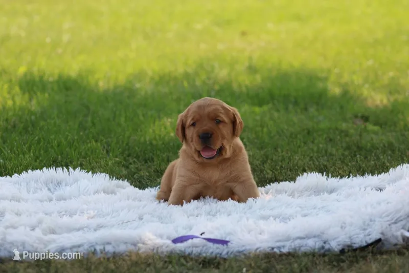 Charlie  – Golden Retriever, Labrador Retriever puppy for sale in Thorp, WI