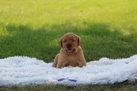 Charlie , a male Golden Retriever and Labrador Retriever for sale in Thorp, WI – 1 of 3