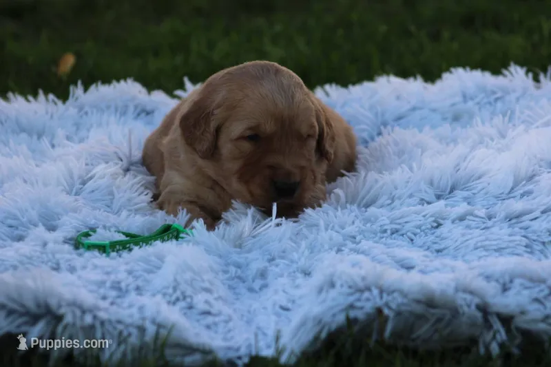 PJ green collar  – Golden Retriever puppy for sale in Thorp, WI